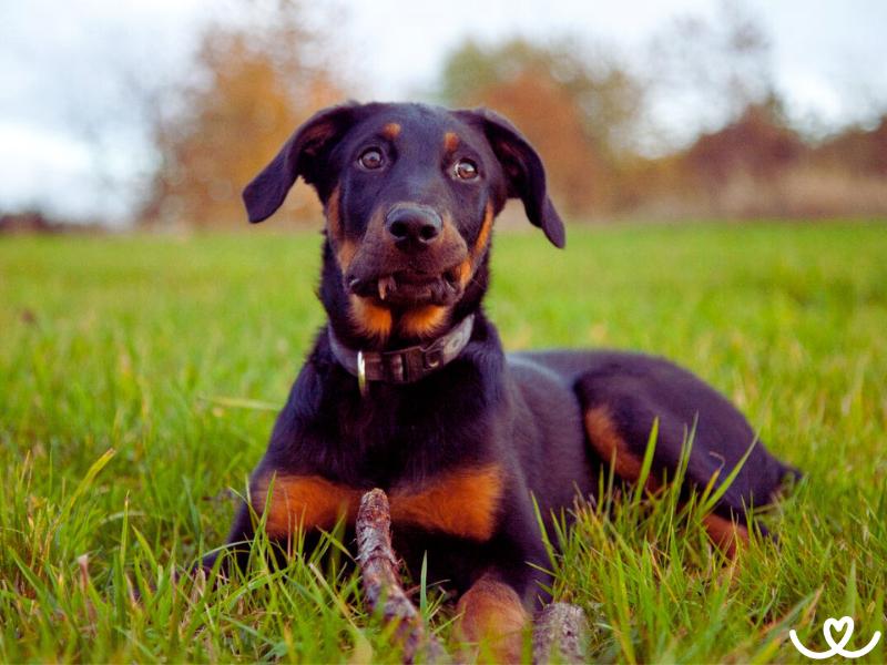 Psi-plemeno-beauceron (11)